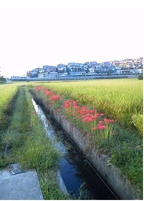 中秋明月＆ヒガン花